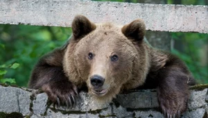 Niedźwiedź brunatny koło Sinaia w rumuńskiej Transylwanii