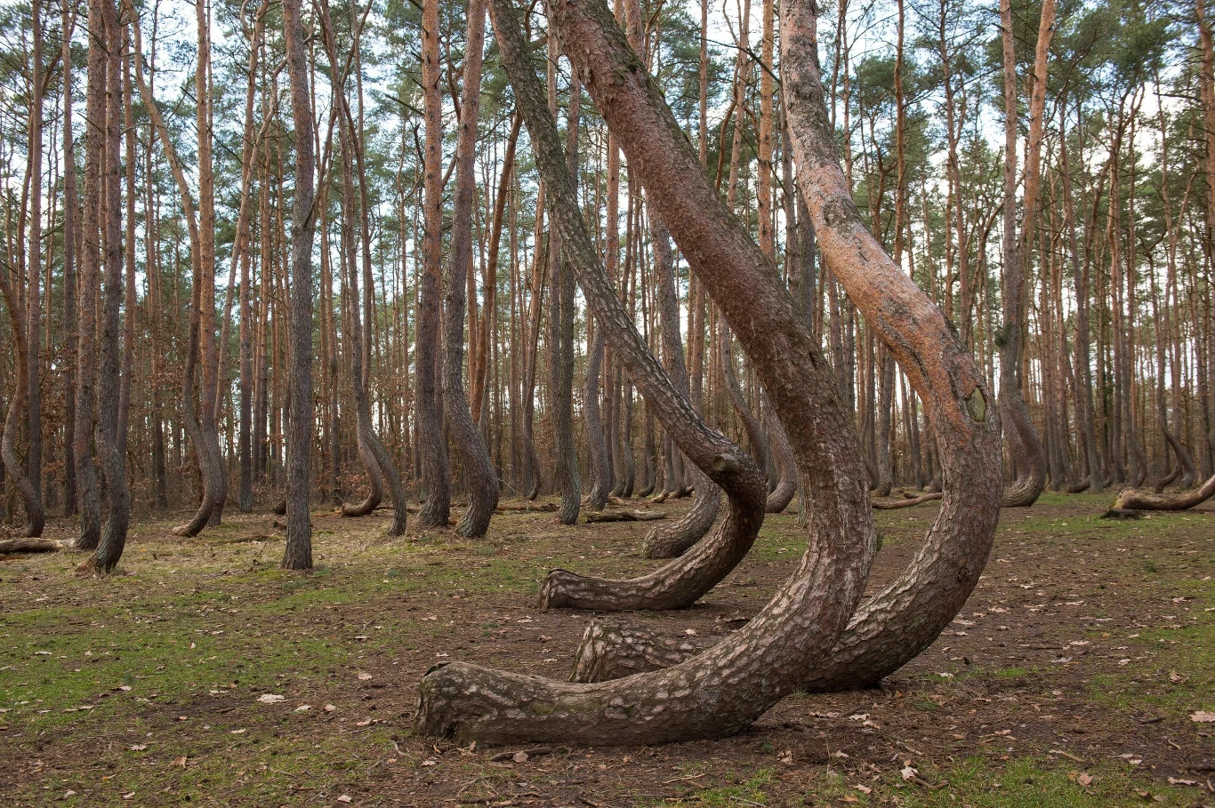 Nowe Czarnowo koło Gryfina
