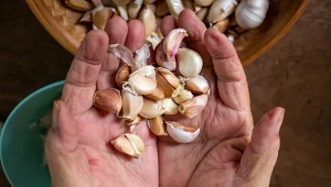 Przechowuj czosnek tak, jak mój dziadek. Może leżeć długo i się nie psuje