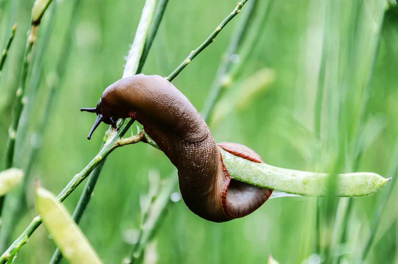 Pomrowik polny to obiekt wzmożonych badań