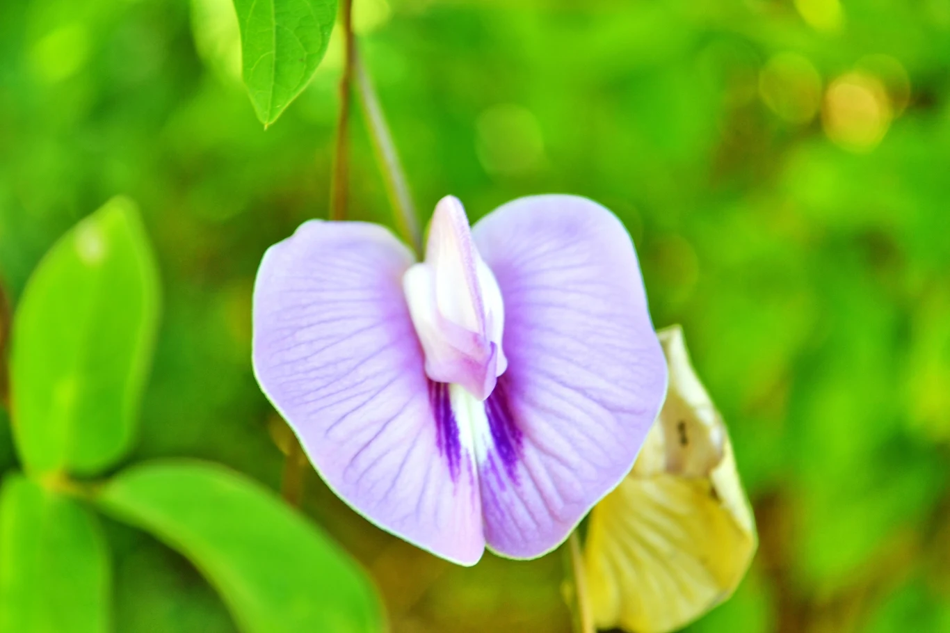 Wspięga wężowata nie wygląda na jadalną