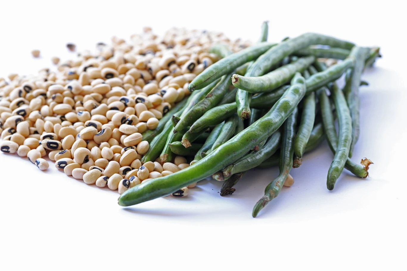 Wspięga wężowata i jej obfitujące w nasiona, duże strąki