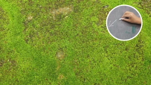 Nie radzisz sobie z mchem na trawniku? Kup ten produkt w za kilka złotych i rozsyp