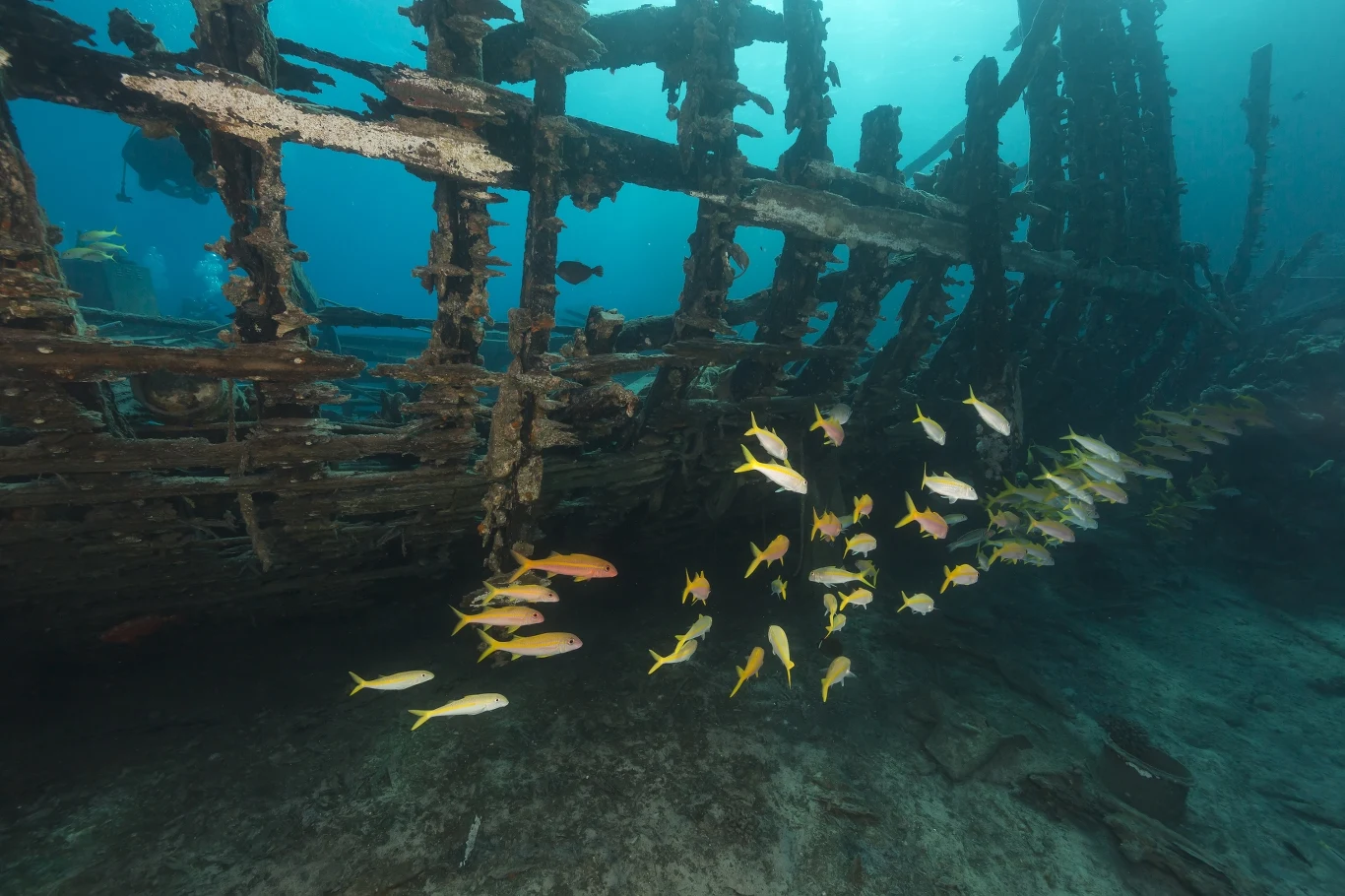 We wrakach statków można odnaleźć prawdziwe skarby (zdjęcie poglądowe) We wrakach statków można odnaleźć prawdziwe skarby (zdjęcie poglądowe)