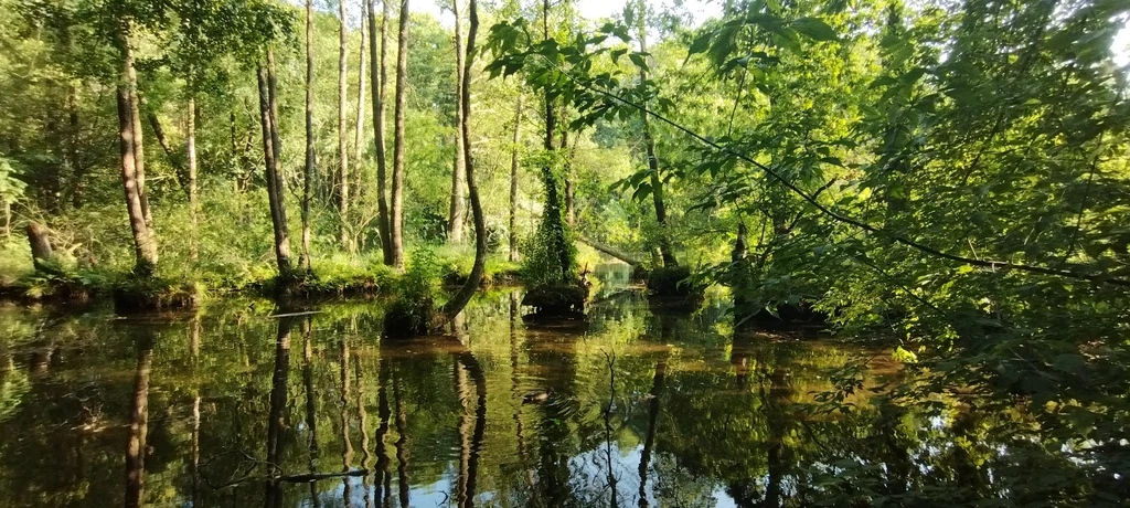 Rezerwat przyrody "Niebieskie Źródła" zaskakuje zjawiskami przyrodniczymi.