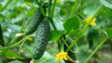 Doświadczeni ogrodnicy robią to z ogórkami. Ich plony można podziwiać