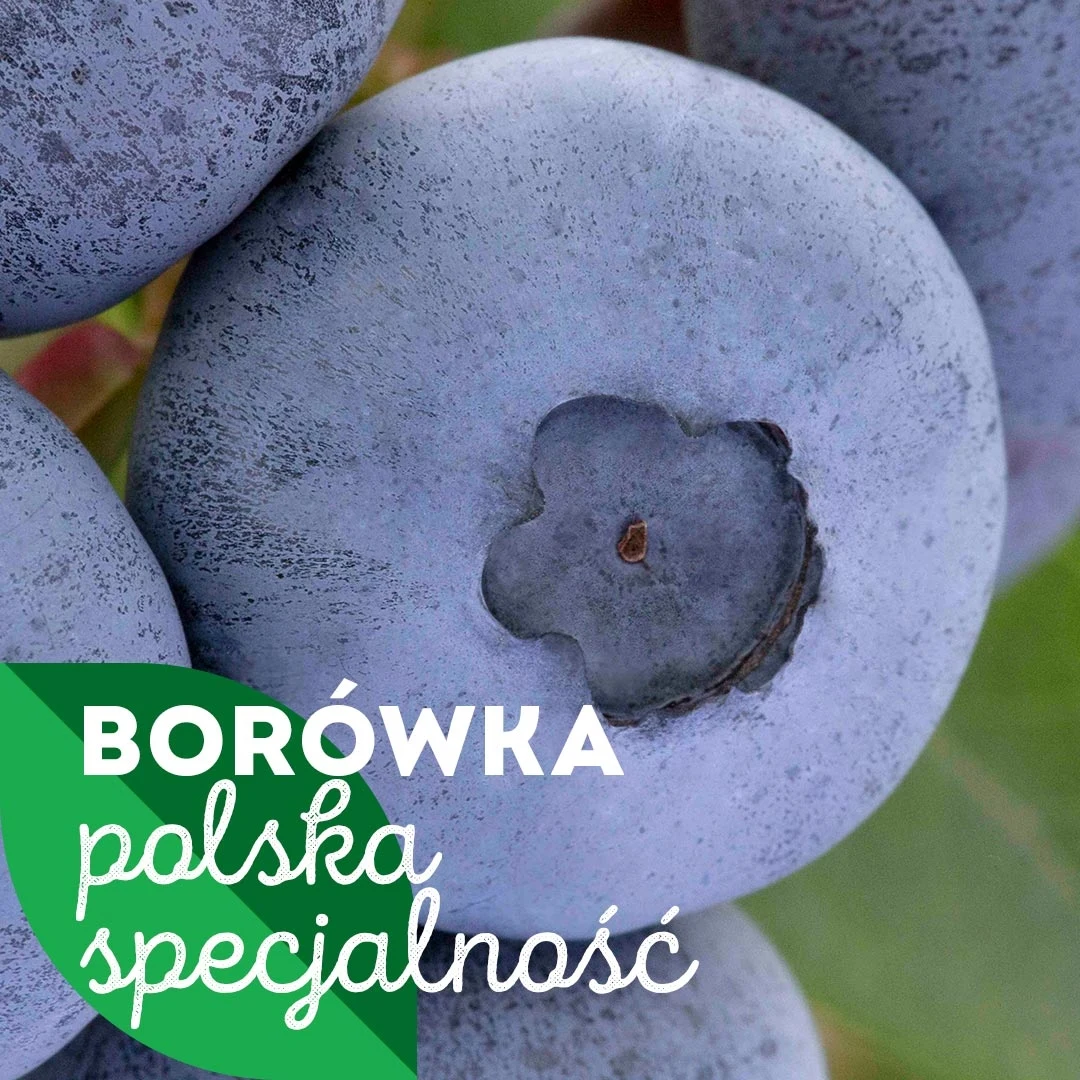 Krajowy Związek Grup Producentów Owoców i Warzyw (3)