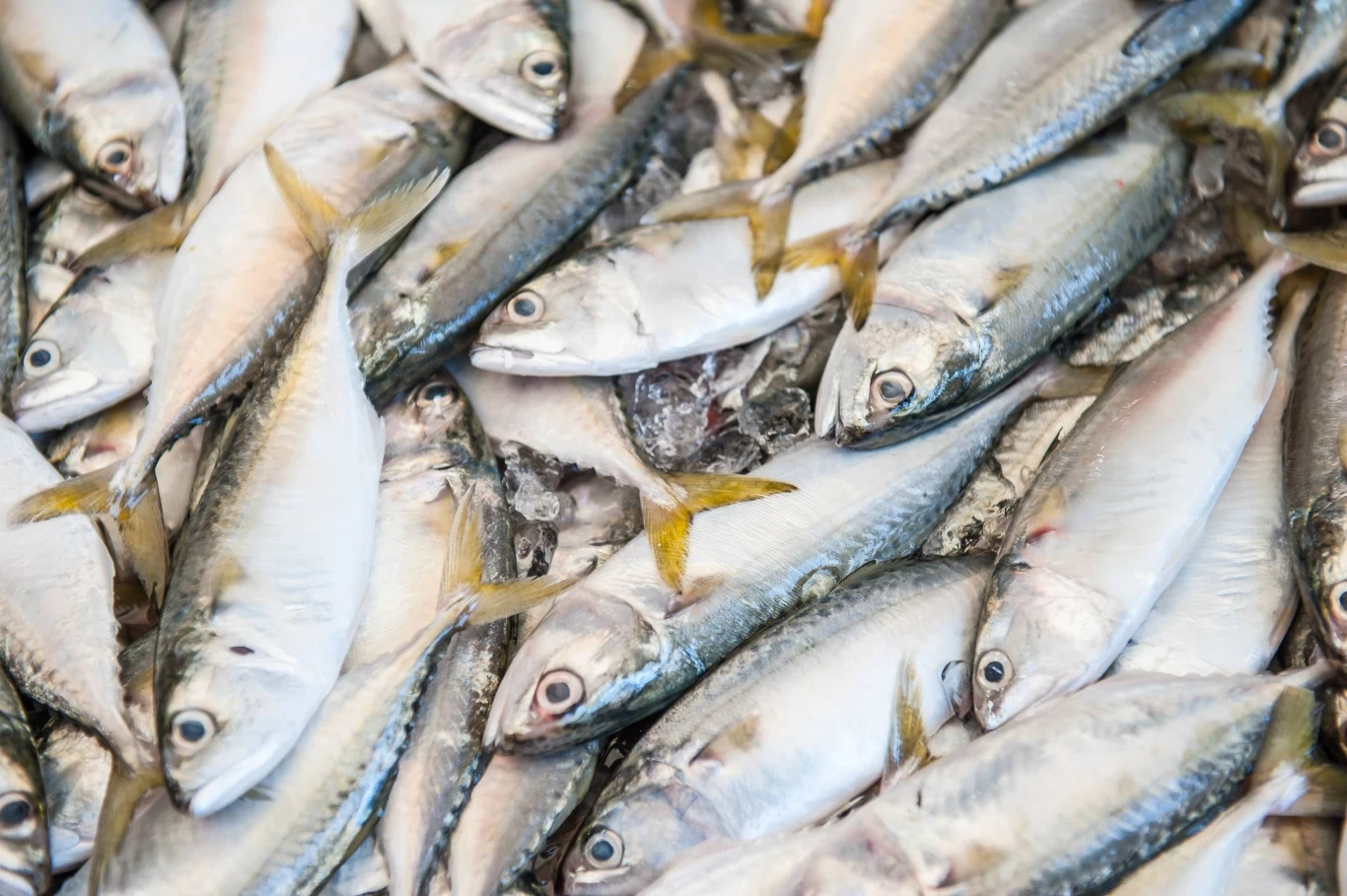 Przełowienie dopadło Morze Śródziemne Przełowienie dopadło Morze Śródziemne