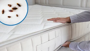 Jeśli poczujesz ten zapach, reaguj. Może oznaczać, że w mieszkaniu są pluskwy 