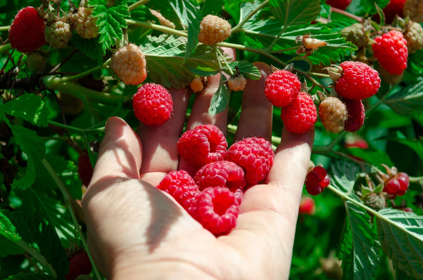 Czym dokarmiać maliny? Dzięki tej odżywce krzaczki będą pełne owoców. Czym dokarmiać maliny? Dzięki tej odżywce krzaczki będą pełne owoców.