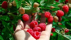 Wystarczą 2 składniki z kuchennej szafki, by wzmocnić maliny. Krzaczki będą pełne owoców 