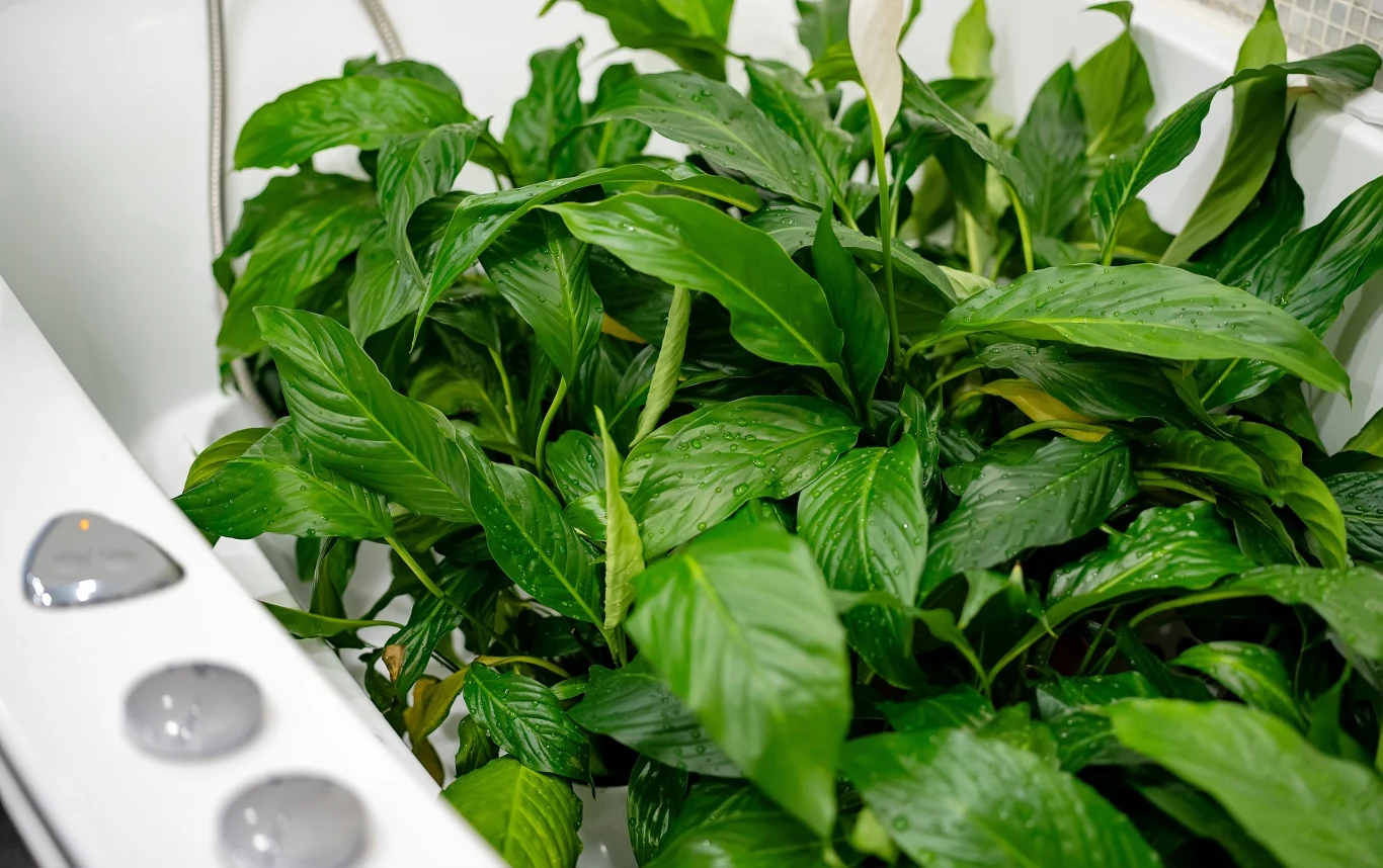 W czasie upałów rośliny również potrzebują schłodzenia. Warto wstawić ja do wanny czy pod prysznic i nalać trochę wody na dno. 