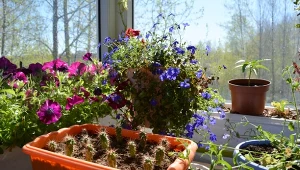 Zrób to z kwiatami doniczkowymi w czasie upałów. Wzmocnisz je i nie zwiędną