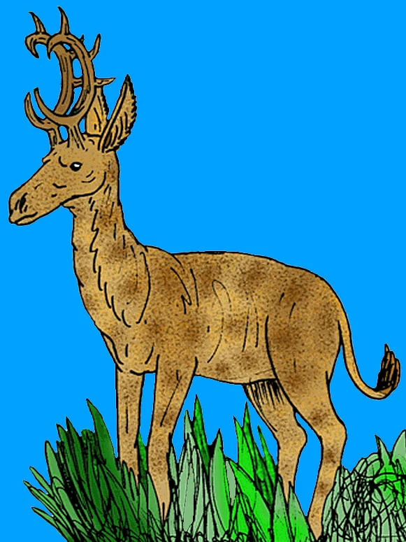 Tak mógł wyglądać Climacoceras - mioceński przodek żyrafy