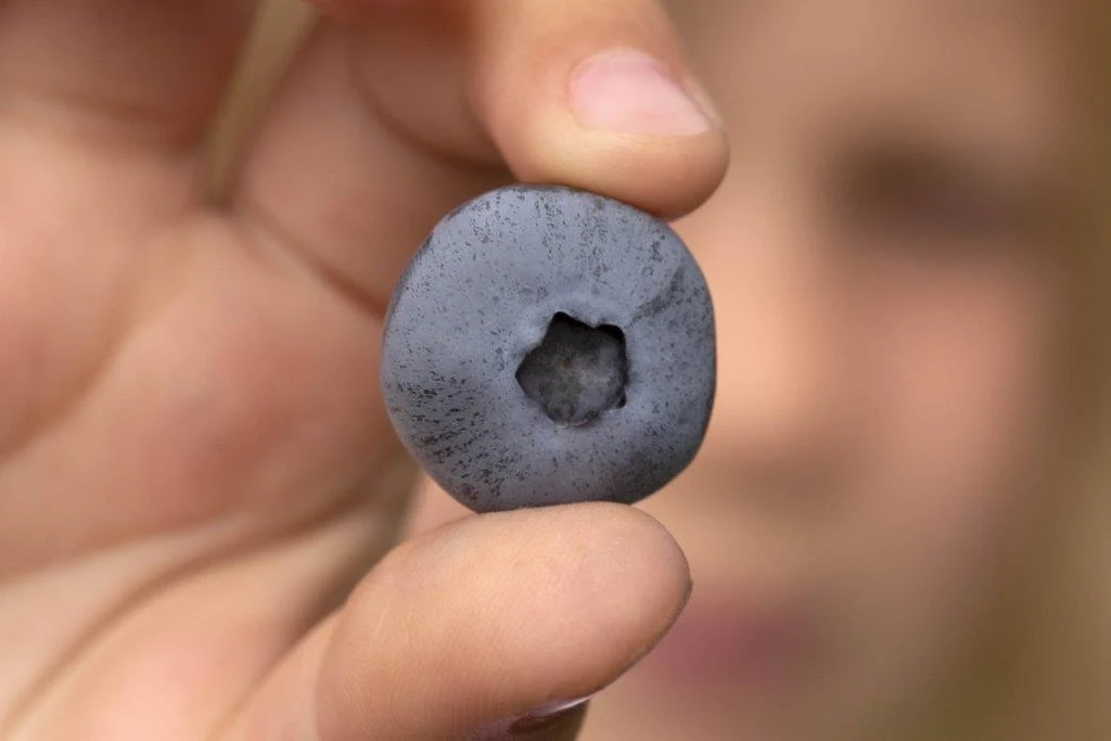 Krajowy Związek Grup Producentów Owoców i Warzyw