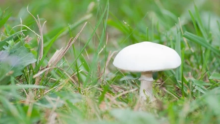 Pieczarka polna może zostać pomylona z muchomorem jadowitym