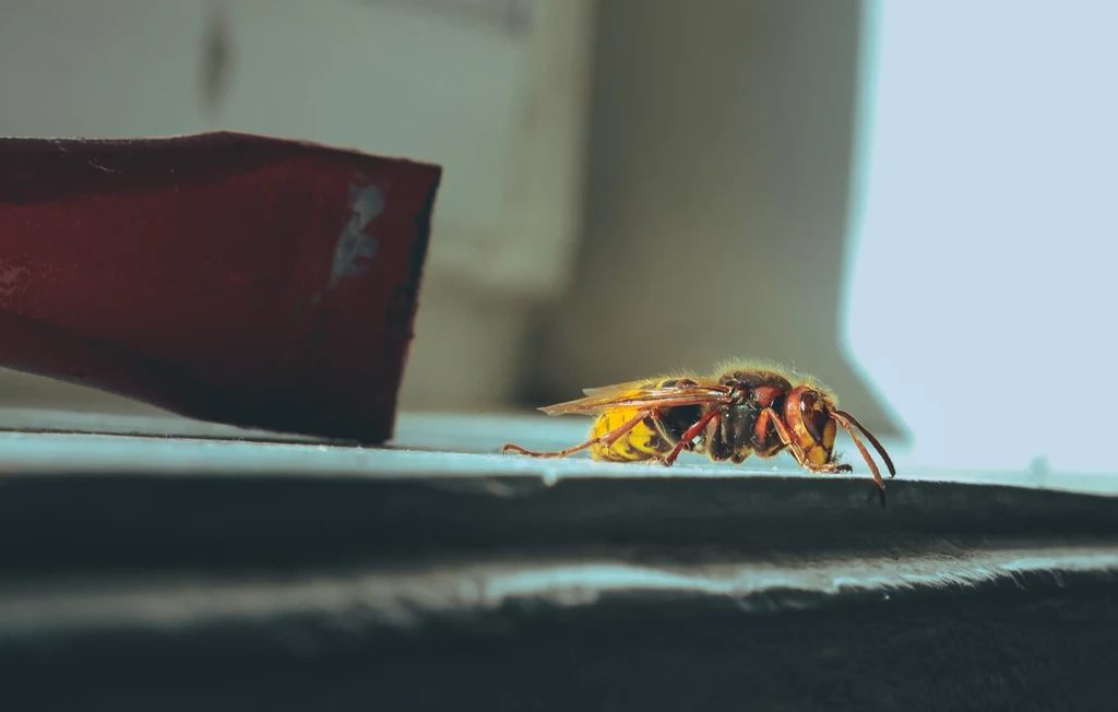 Szerszeń nie jest niebezpieczny dla człowieka, chyba że ktoś jest uczulony na jad