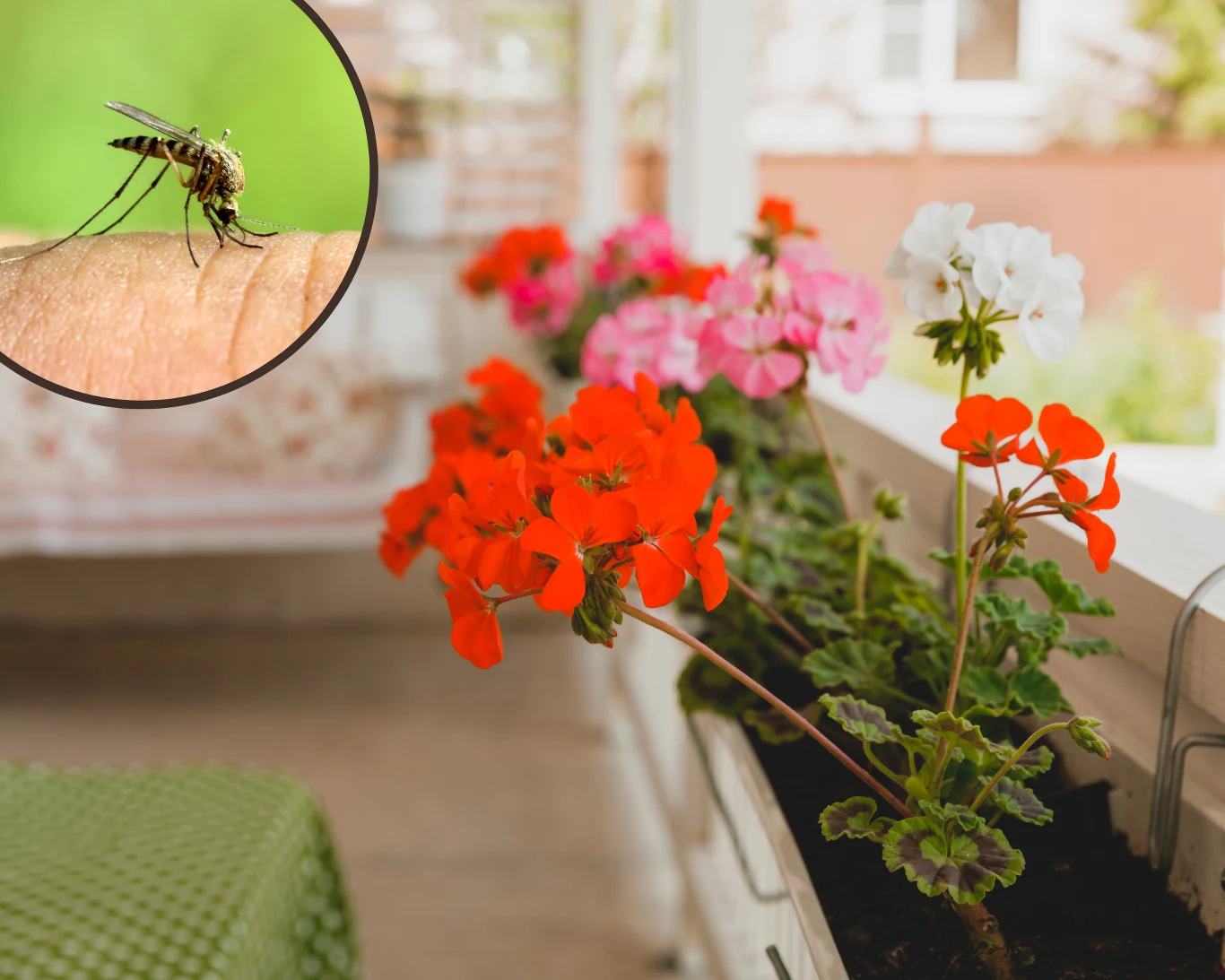 Na balkonie warto mieć rośliny, które odstraszają komary Na balkonie warto mieć rośliny, które odstraszają komary