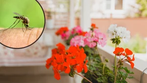 Nie tylko lawenda. Te rośliny odstraszą komary z twojego balkonu