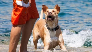 Wakacje nad morzem z psem? Lepiej miej się na baczności w czasie plażowania