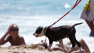 Oburzenie plakatem o psach na plaży. "Pies nie brudzi tak jak człowiek"