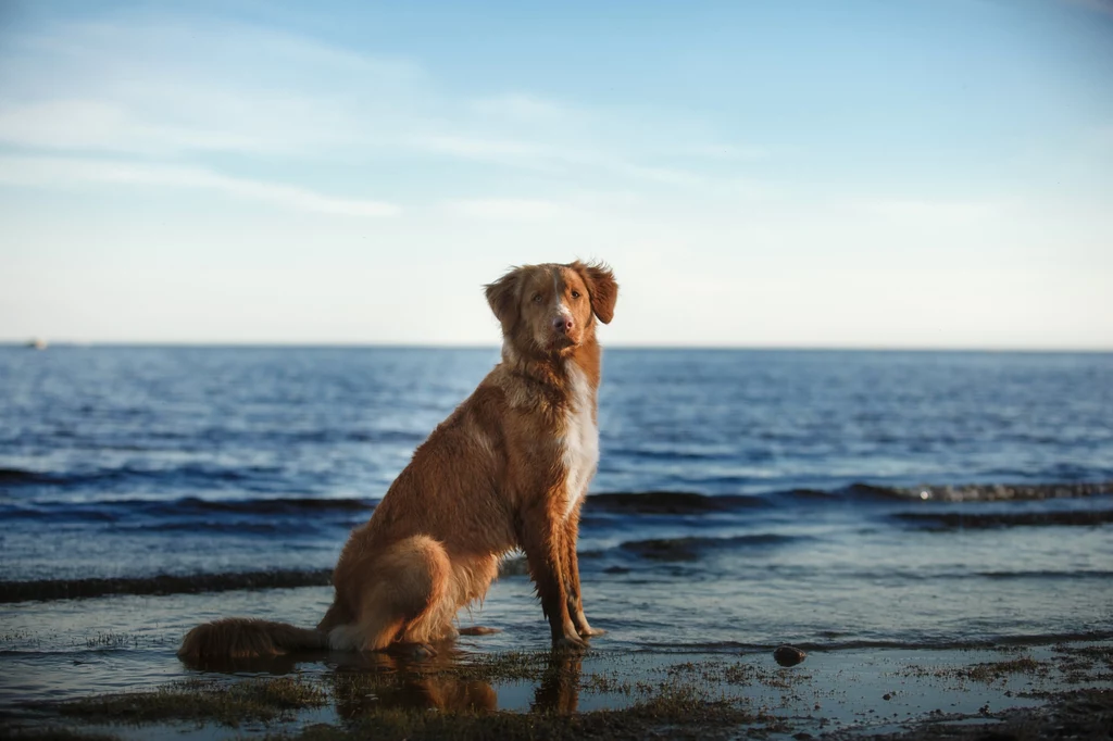 Jakie niebezpieczeństwa mogą czyhać na psa na nadmorskiej plaży?