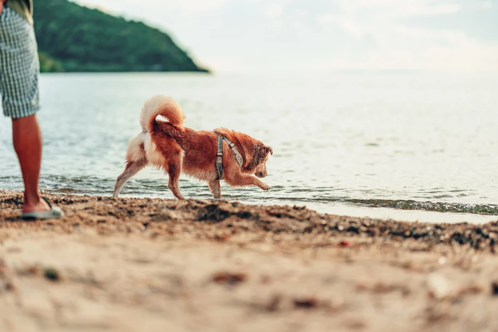 Pies nie czuje się dobrze na plaży i wykazuje objawy udaru cieplnego? Zabierz go do chłodnego, zacienionego miejsca jak najszybciej 