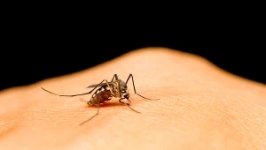 Banalna i skuteczna pułapka na komary. Sprawdzi się w domu i na wakacjach