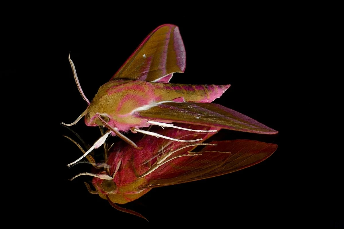 Dorosły zmrocznik gładysz