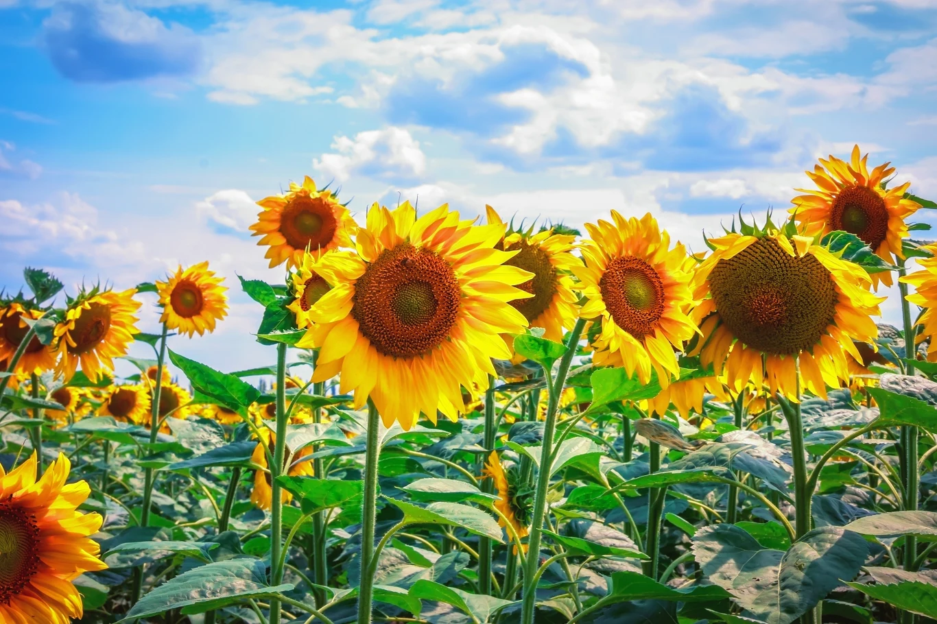 Rosnące na polu słoneczniki