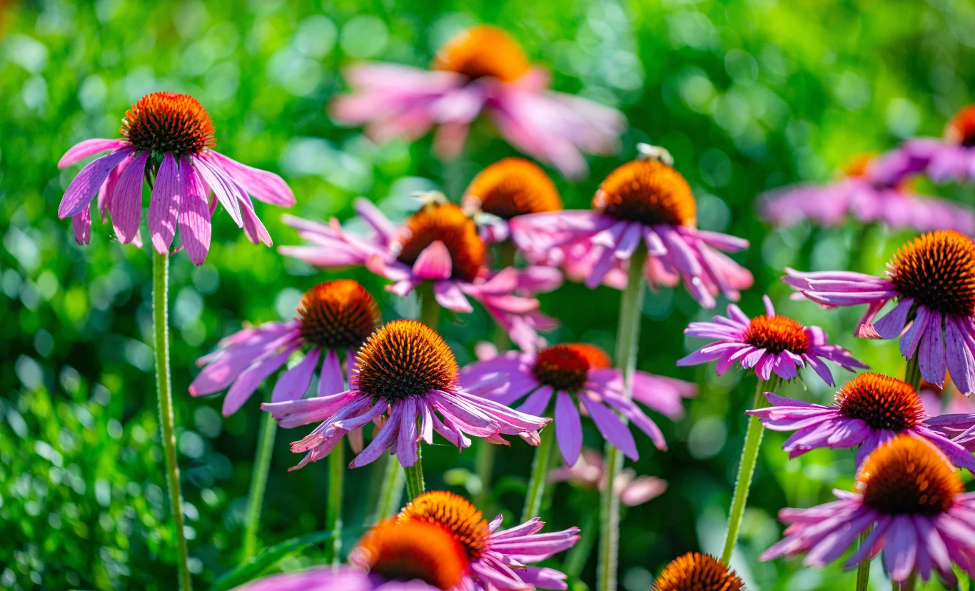 Jeżówka purpurowa to inaczej echinacea: częsty składnik suplementów i kosmetyków