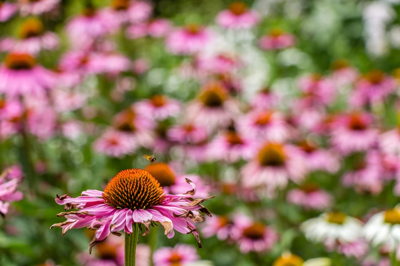 Regularne usuwanie przekwitłych kwiatów jeżówki pobudzi roślinę do wypuszczania nowych paków 