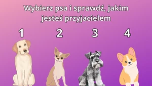 Psychotest: Wybierz pieska i sprawdź, jakim typem przyjaciela jesteś