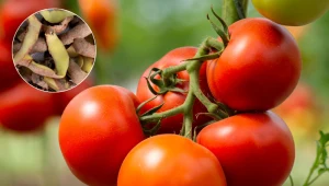 Podlewaj tym pomidory co kilka dni. Krzaczki ugną się od owoców