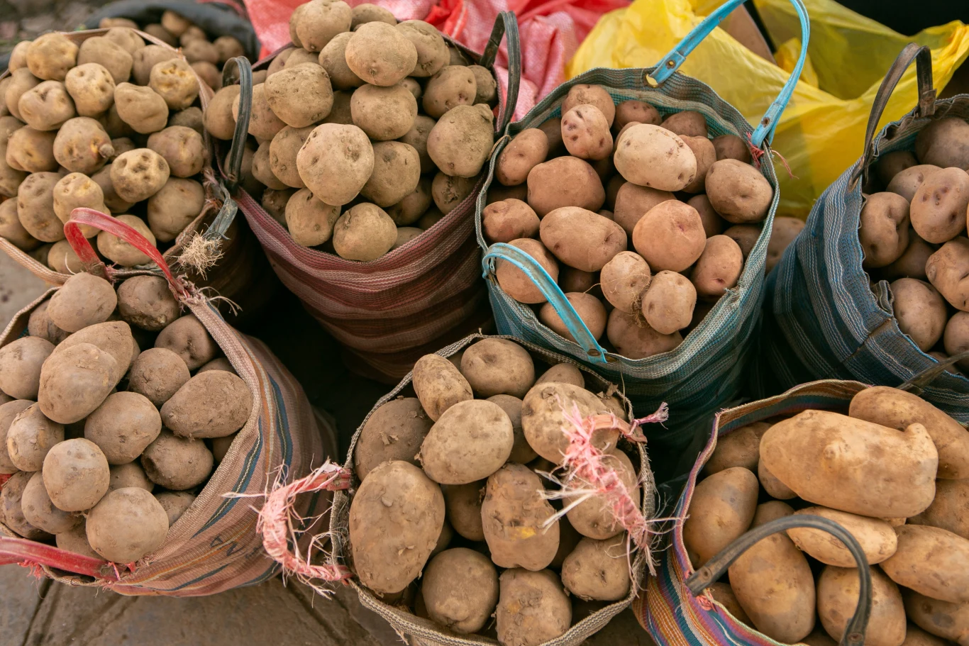 Marzysz o obfitych zbiorach ziemniaków z własnego balkonu? Dzięki tym trikom wyhodujesz je bez problemu Marzysz o obfitych zbiorach ziemniaków z własnego balkonu? Dzięki tym trikom wyhodujesz je bez problemu