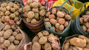 Ziemniaki na balkonie możesz uprawiać w... workach. Sąsiedzi wezmą z ciebie przykład