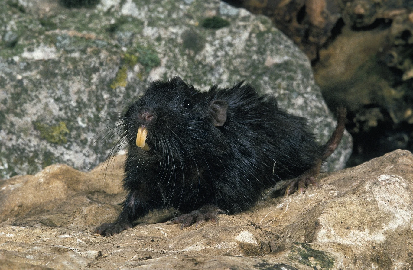 Kururo niebieskawy - gryzoń z Ameryki Południowej