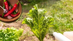 Zapomnij o drogich opryskach na szkodniki. Wystarczą te dwa warzywa