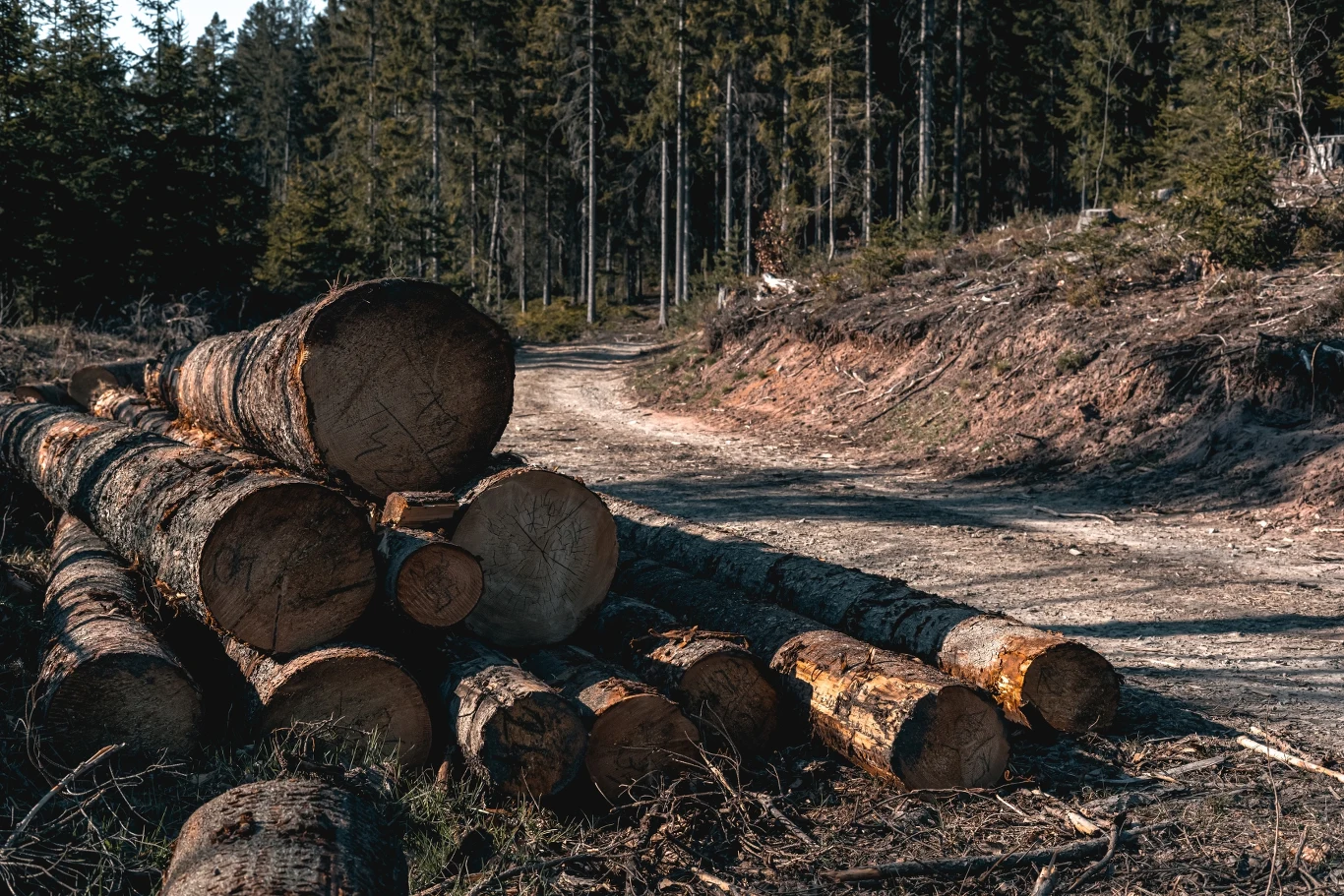 Dzięki wdrożeniu standardów FSC w danej instytucji można mieć pewność, że las jest zarządzany w sposób, który chroni ekosystem