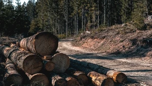 Wycięcie drzewa będzie łatwiejsze. Przyrodnicy ostrzegają: wolna amerykanka
