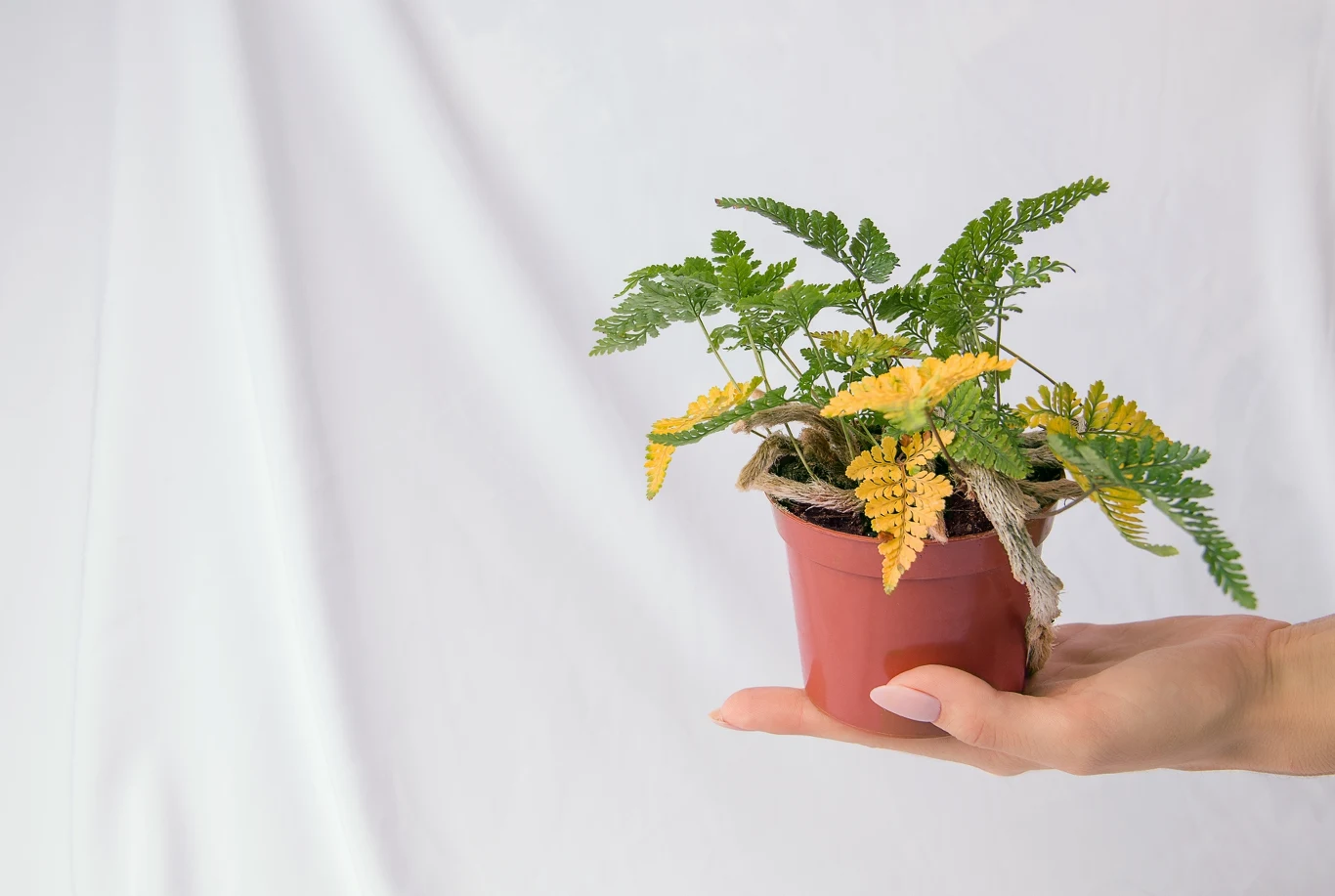 Dlaczego liście paprotki usychają? Dlaczego liście paprotki usychają?