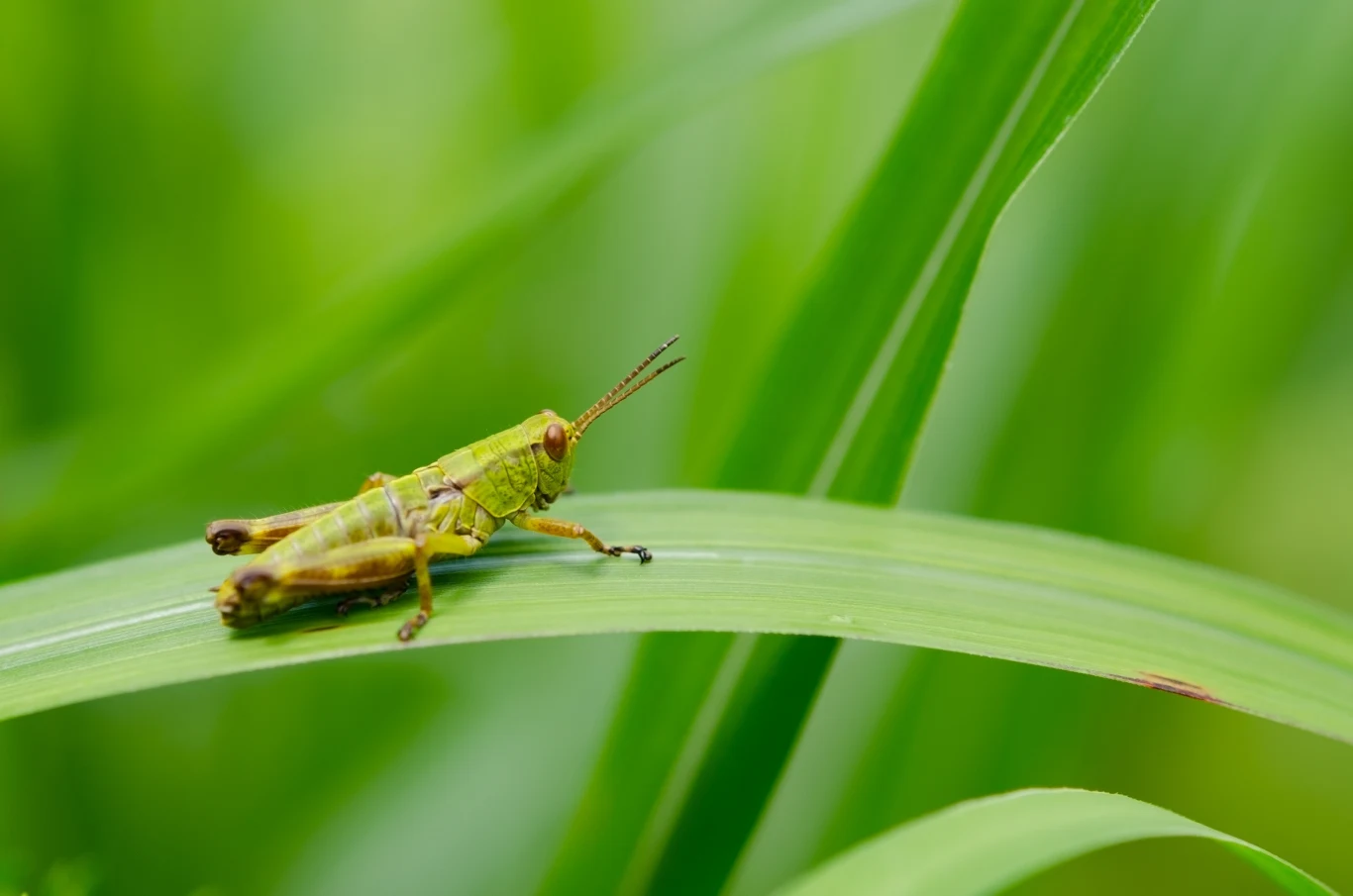 Zazwyczaj konik polny występuje w kolorze zielony, brązowym lub szarym 
