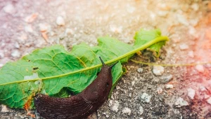 Przynieś ze spaceru do lasu i rozłóż wokół grządek. Ślimaki ich nienawidzą