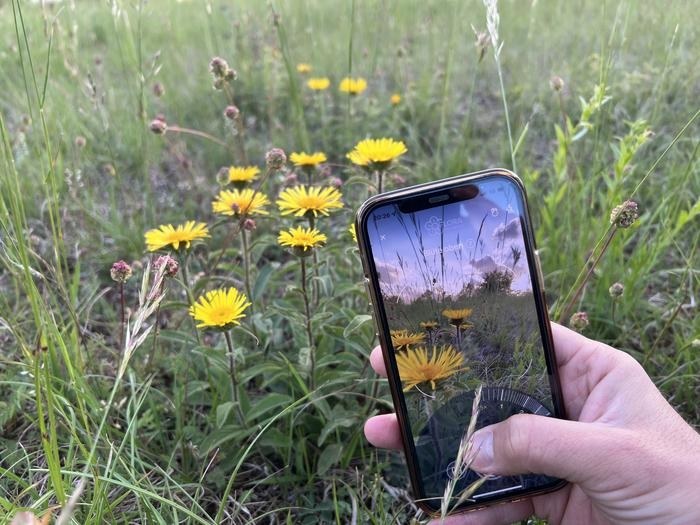 Aplikacja Flora Incognita służy z jednej strony do rozpoznawania roślin, ale także do badań nad nimi