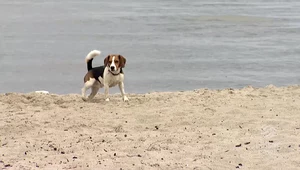 Czy można iść z psem na plażę? Oto co mówią przepisy i dobre maniery