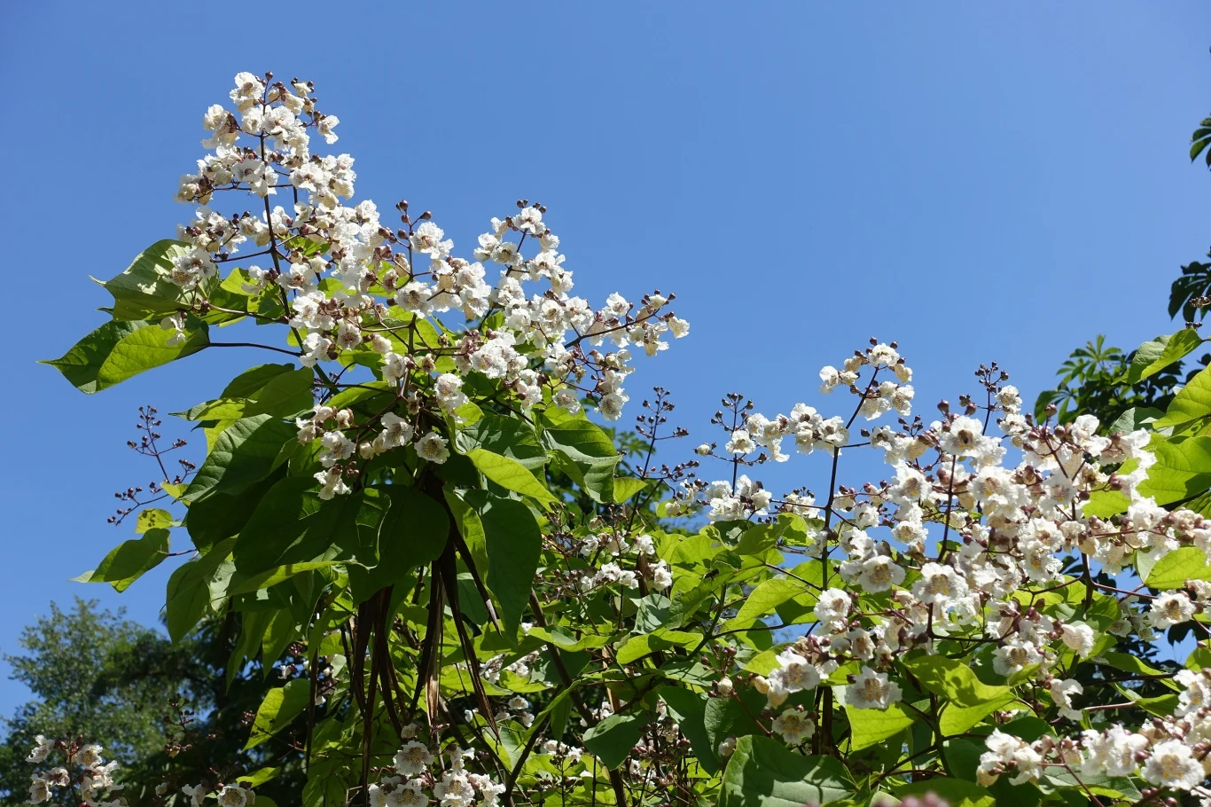 Katalpę najlepiej sadzić na słonecznym stanowisku, osłoniętym od wiatru. 