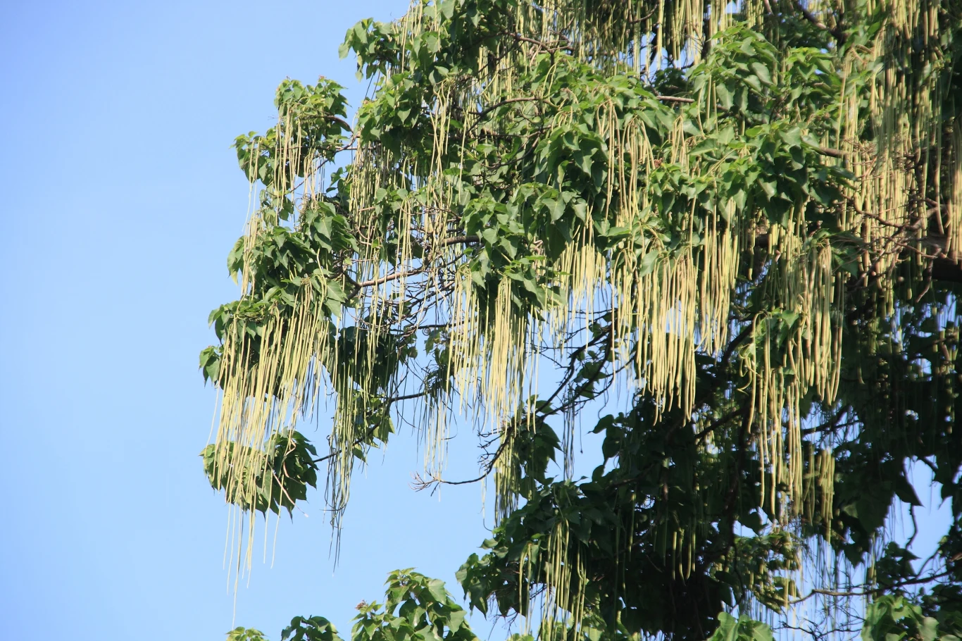 Katalpa po przekwitnięciu ma nasiona, przypominające strąki fasoli. 