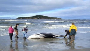 Ocean wyrzucił na brzeg zagadkowe zwierzę. Może rozwiązać wielką tajemnicę