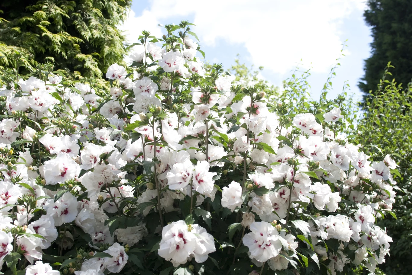 Hibiskus może kwitnąć całe lato. Hibiskus może kwitnąć całe lato.
