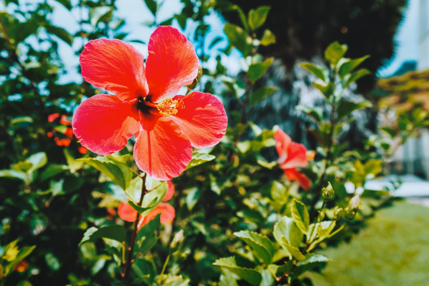 Hibiskus wymaga słonecznego stanowiska, osłoniętego od wiatru. Hibiskus wymaga słonecznego stanowiska, osłoniętego od wiatru.